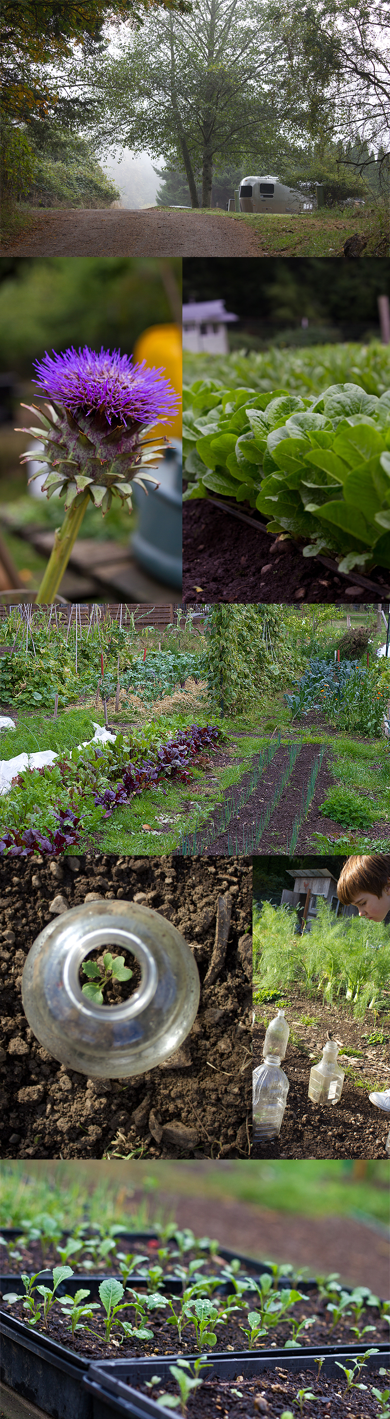 Doe Bay Garden, Orcas Island