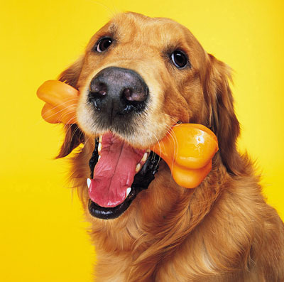 eeks  its the top 10 things dogs eat  other than food   previous next